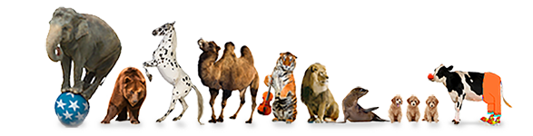 cc animals