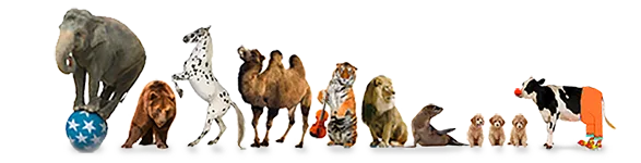 cc animals